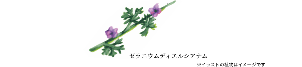 パゼラニウムディエルシアナム ※イラストの植物はイメージです。