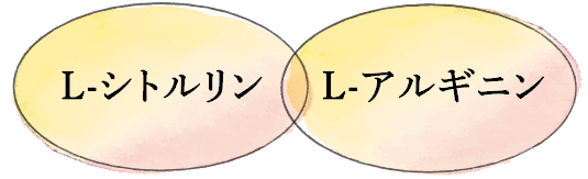 L-シトルリン L-アルギニン
