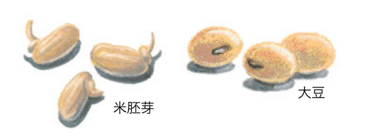 米胚芽 大豆