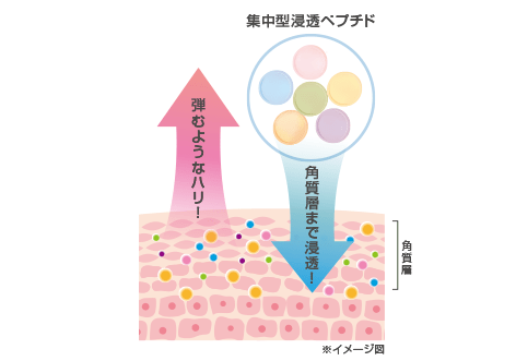 上向き※印象の決め手!集中型浸透ペプチド