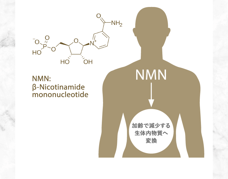 NMN15,000 SUPPLEMENT | サプリメント | ライザップ公式通販 RIZAP